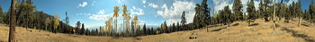 Panorama of Woods Haven, Evans Ranch, Evergreen, UNITED STATES, 9000 feet site, Quacking Aspens, Ponderosas and other Pine tress near the 9000 feet site in Woodshaven Preserve.,  