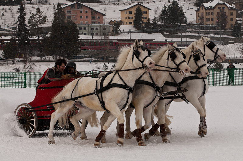 ,  Graubünden, Horse Race, Snow, Sport, St. Moritz, Switzerland, White Turf, Winter