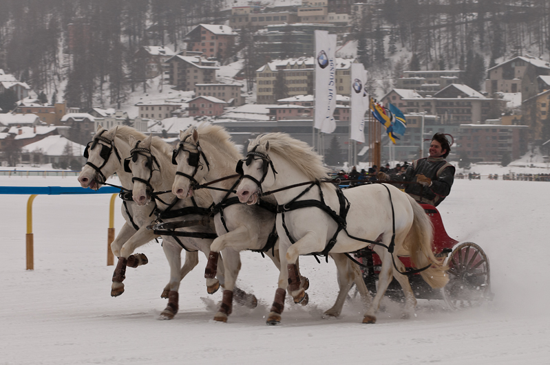 ,  Graubünden, Horse Race, Snow, Sport, St. Moritz, Switzerland, White Turf, Winter