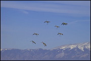  ,  , Alamosa, United States of America, Wildlife, Birds