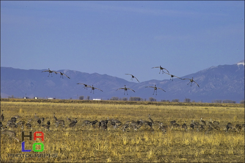  ,  , Alamosa, Colorado, Wildlife, Birds, img21017.jpg