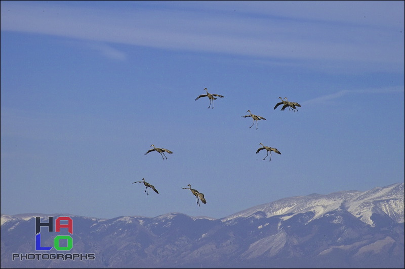  ,  , Alamosa, Colorado, Wildlife, Birds, img21025.jpg