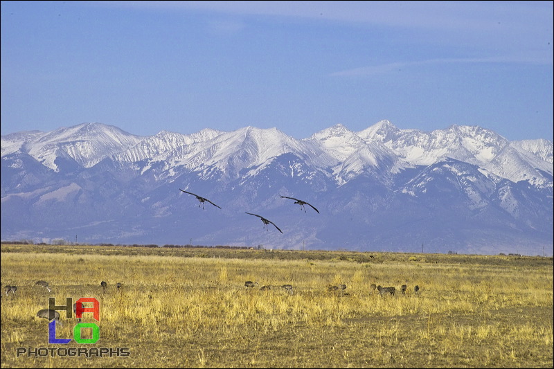  ,  , Alamosa, Colorado, Wildlife, Birds, img21071.jpg