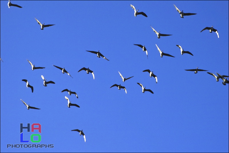  ,  , Alamosa, Colorado, Wildlife, Birds, img21081.jpg