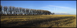 Breeding & feeding Grounds, The wetlands of the Alamosa Wildlife Refuge provide valuable, rare feeding and breeding grounds for many birds and other wildlife.<br>, 2006 / 04_02 Alamosa Wildlife Refugee, Alamosa, United States of America, Wildlife, Birds, Panorama, Breeding Grounds, Feeding Grounds